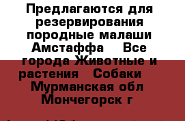 Предлагаются для резервирования породные малаши Амстаффа  - Все города Животные и растения » Собаки   . Мурманская обл.,Мончегорск г.